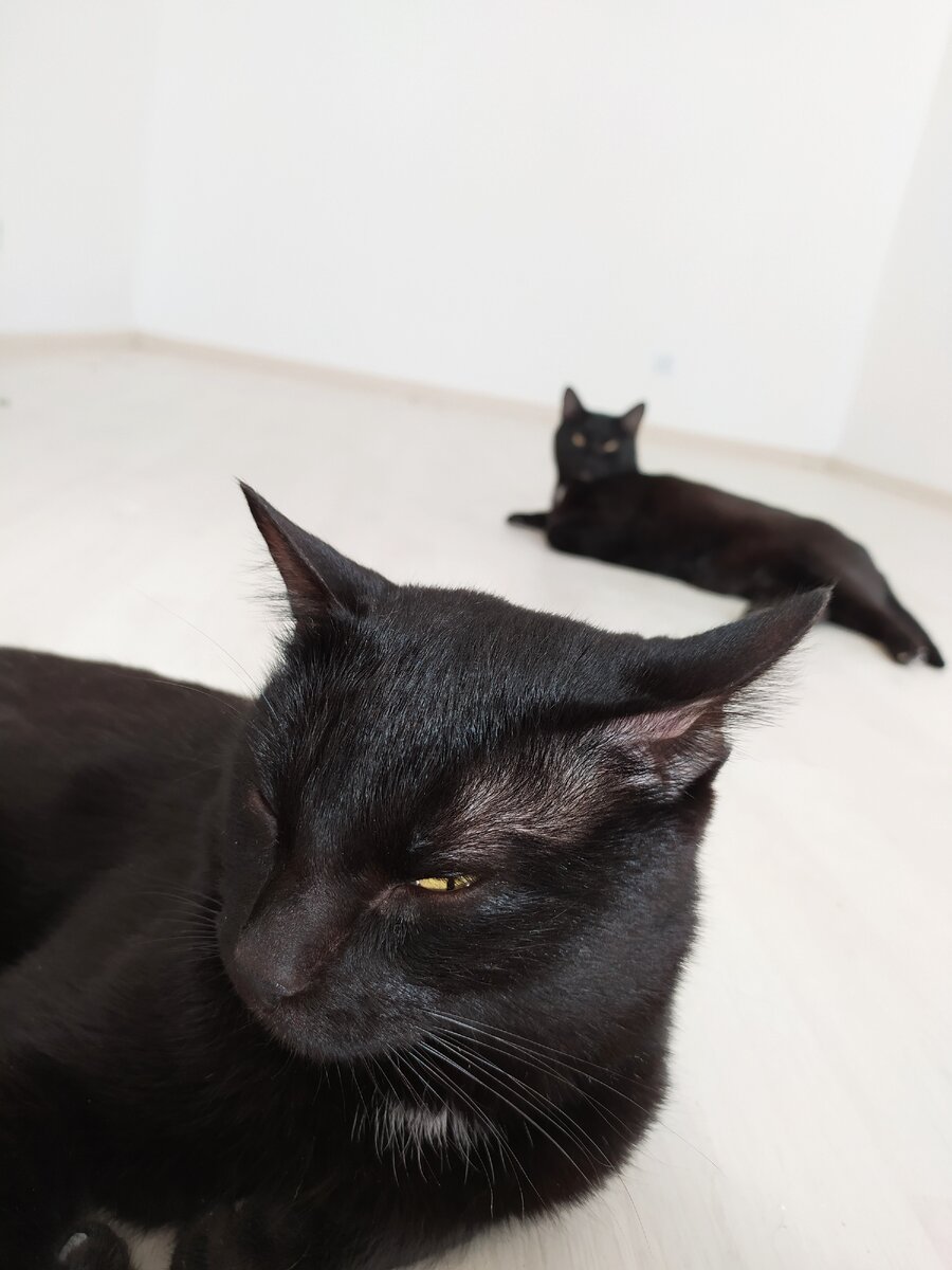 Мои сожители