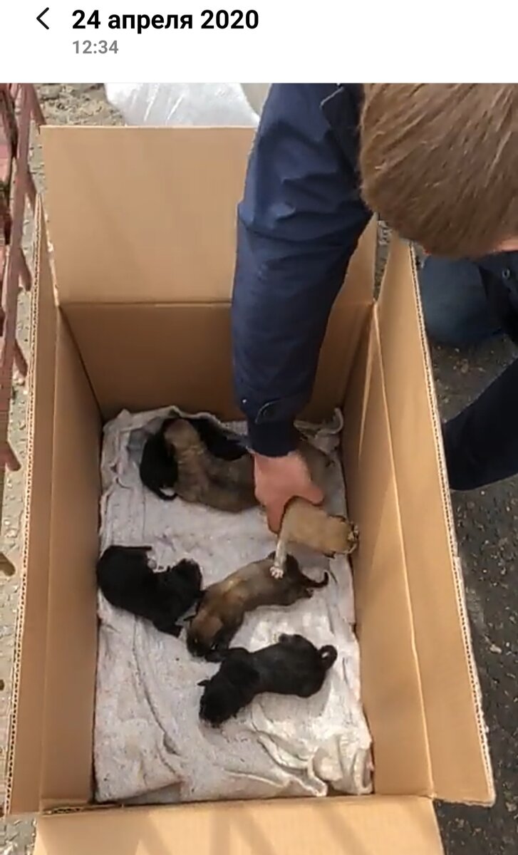 Перемещение малышей из мешка (скрин с видео).