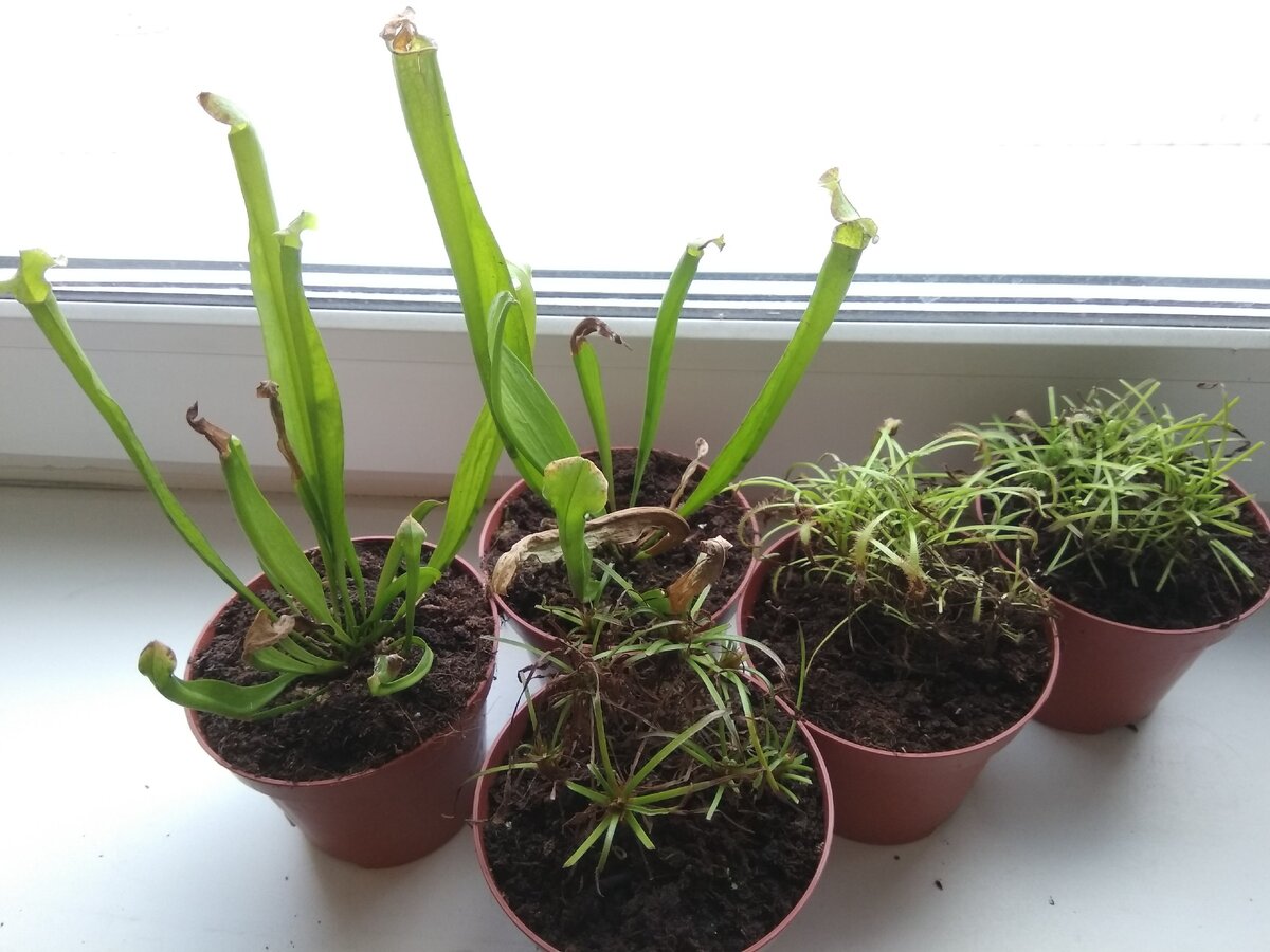 Вот такими они прибыли из магазина.