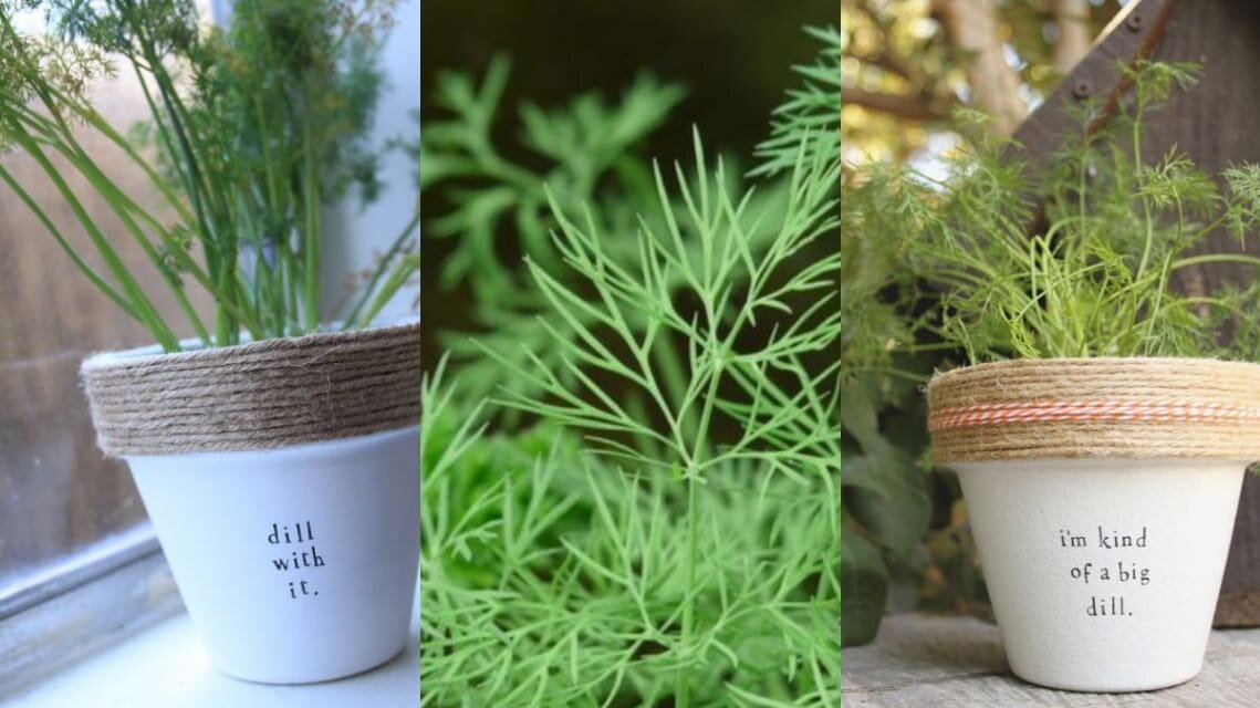 Укроп, зеленьPinterest