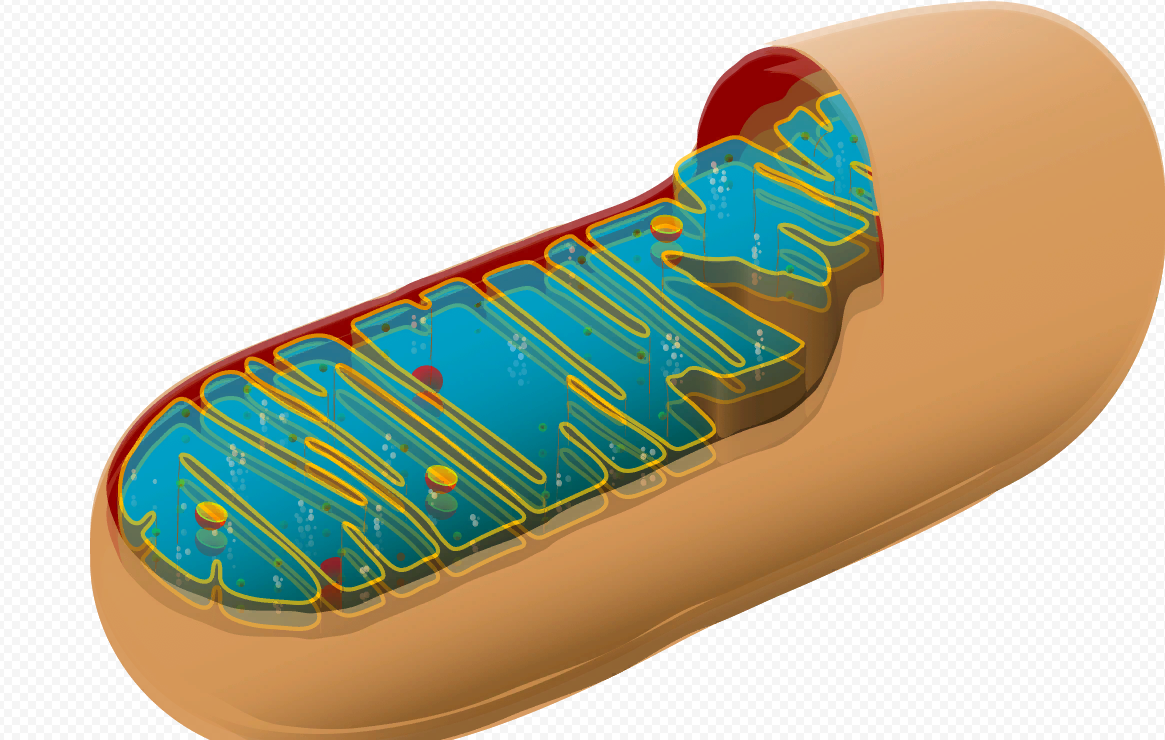 Что такое митохондрии простыми словами у человека. Органоид митохондрия. Строма митохондрии. Митохондрии 7.