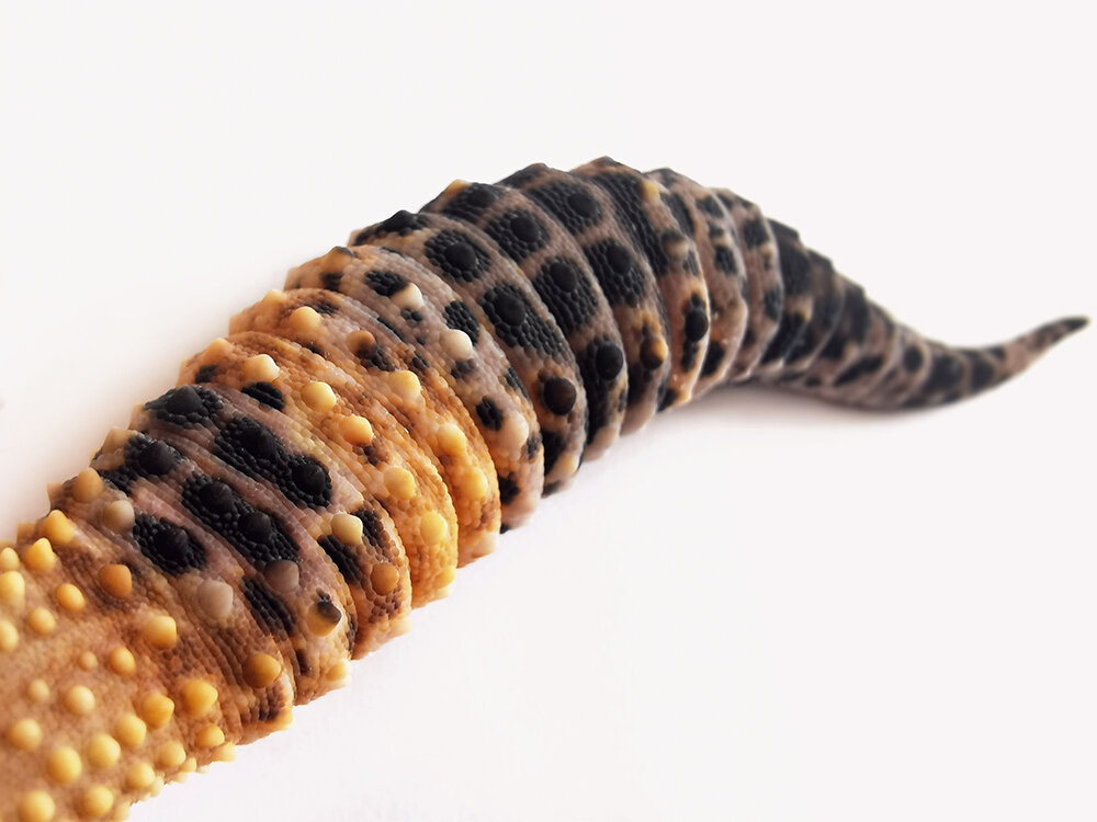 Хвост леопардового геккона (эублефара)