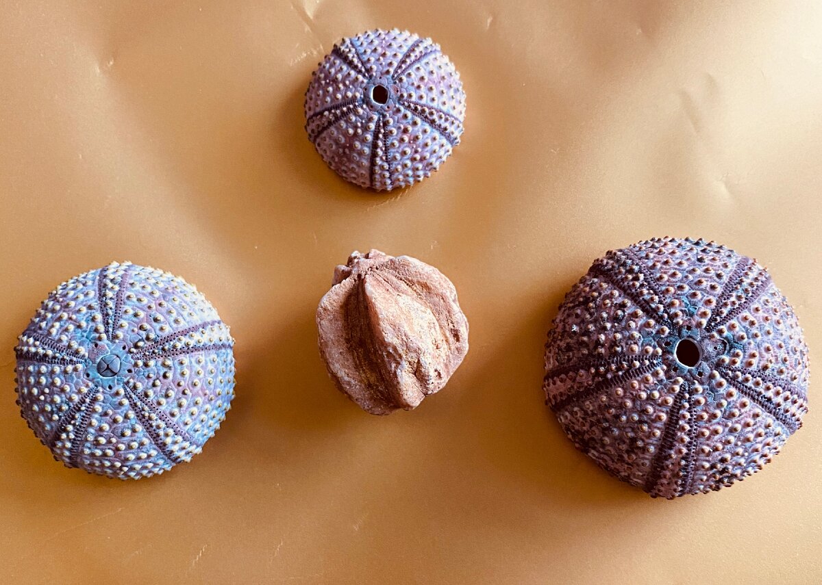 Бластондея и скелеты современных морских ежей