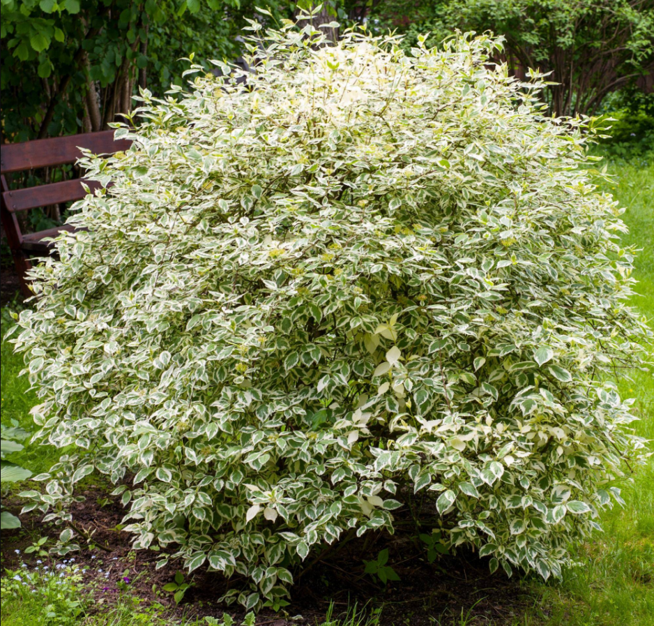 Одна из садовых разновидностей дерна