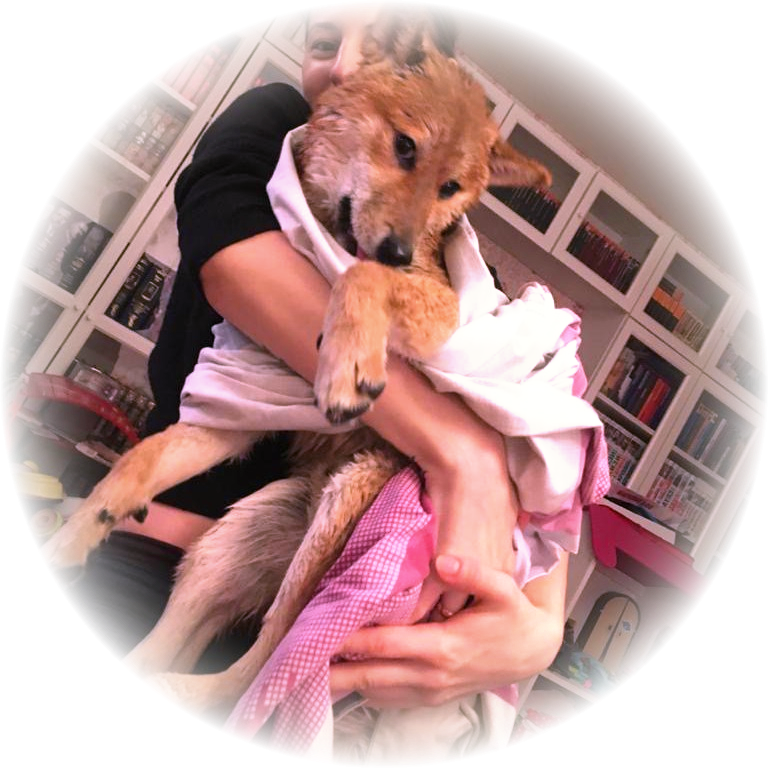 Мокрый лис Тимо