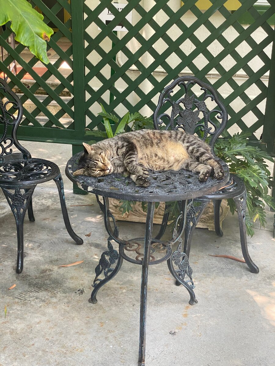 Кот, который валяется, где хочет