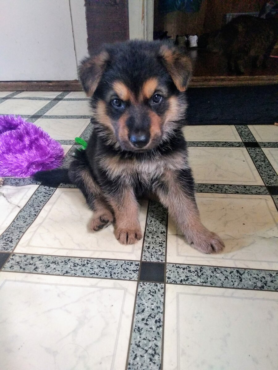 Знакомьтесь! Лекс :)