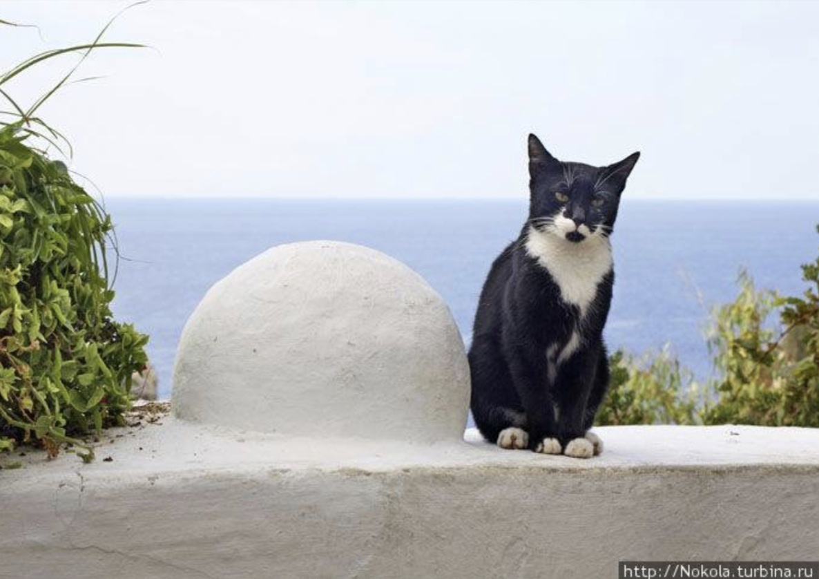 Местный кот. Фото из поисковика