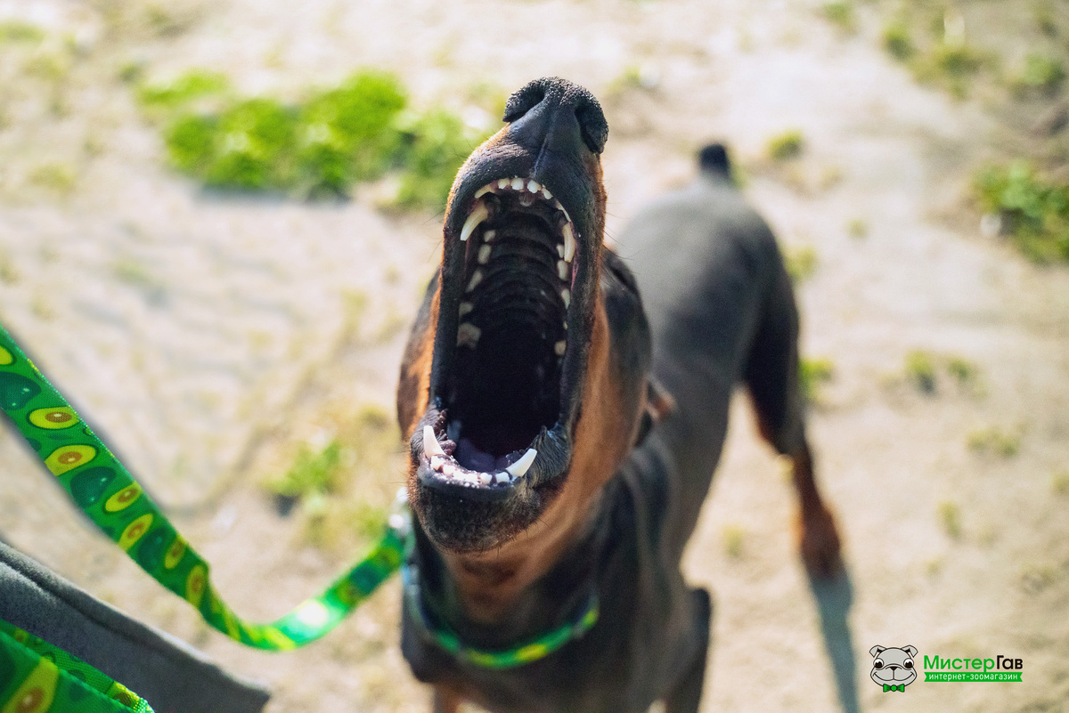 Фото интернет-зоомагазина Мистер Гав.  Доберман Карузо.