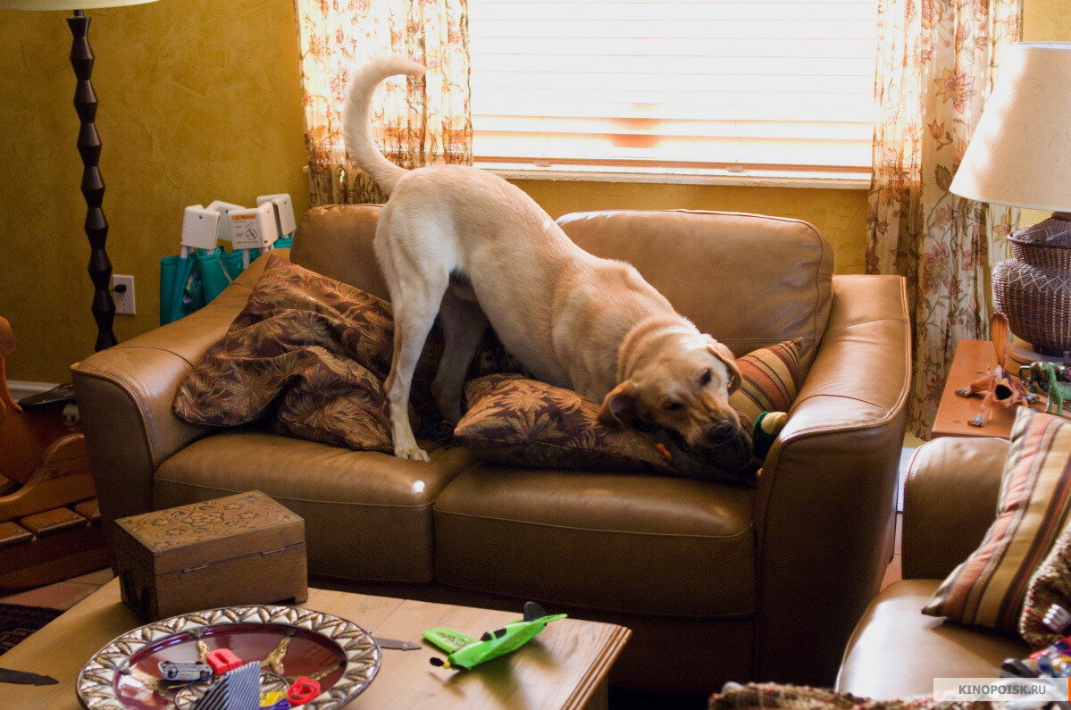 Кадр из фильма "Марли и Я" Пожалуй, одна из самых показательных картин, иллюстрирующая то, что будет, если лабрадора не воспитывать.