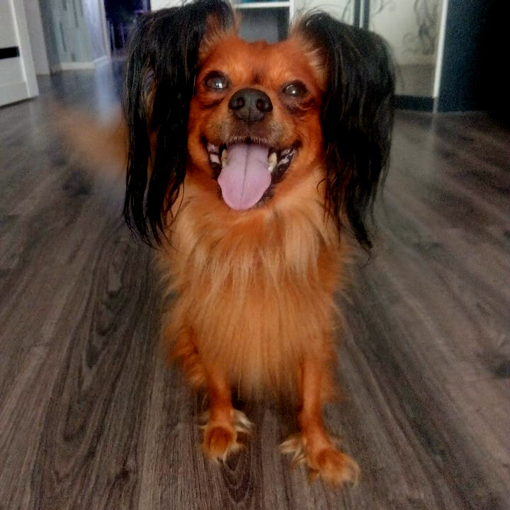 Многие привычные продукты питания не следует давать собакам по причине наличия соли, сахара, жиров, поскольку такая еда вредна для питомцев. Если проигнорировать это правило, у собаки могут возникнуть серьезные проблемы со здоровьем и самочувствием. При этом некоторые из продуктов легко могут быть включены в рацион вашей собаки, обеспечив преимущества для здоровья (избавление от аллергии, прочность суставов, повышенный иммунитет). 