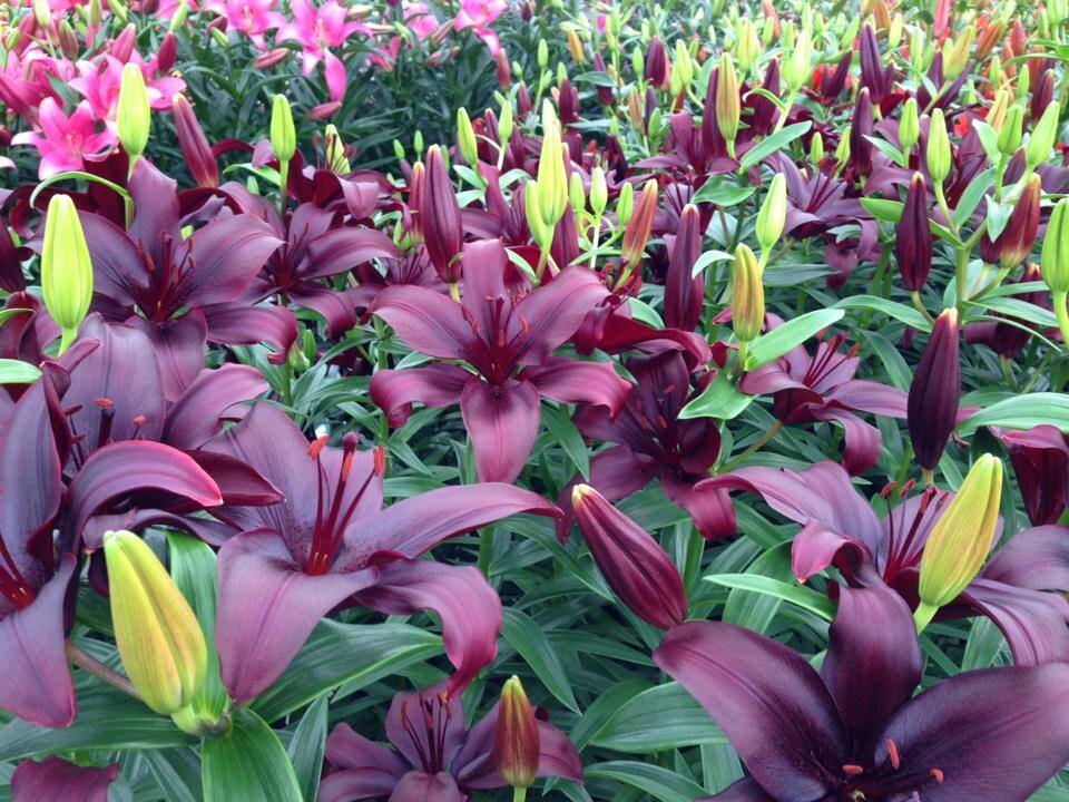 Лилия азиатская «Маскара»       77 рублей 