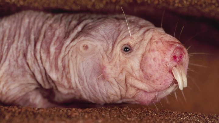 Животное - голый землекоп