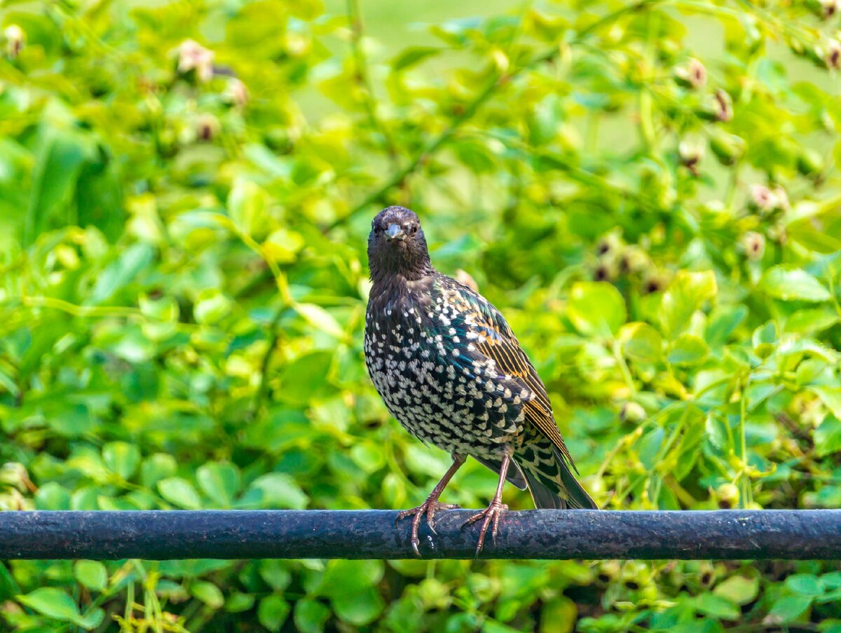 авторское фото