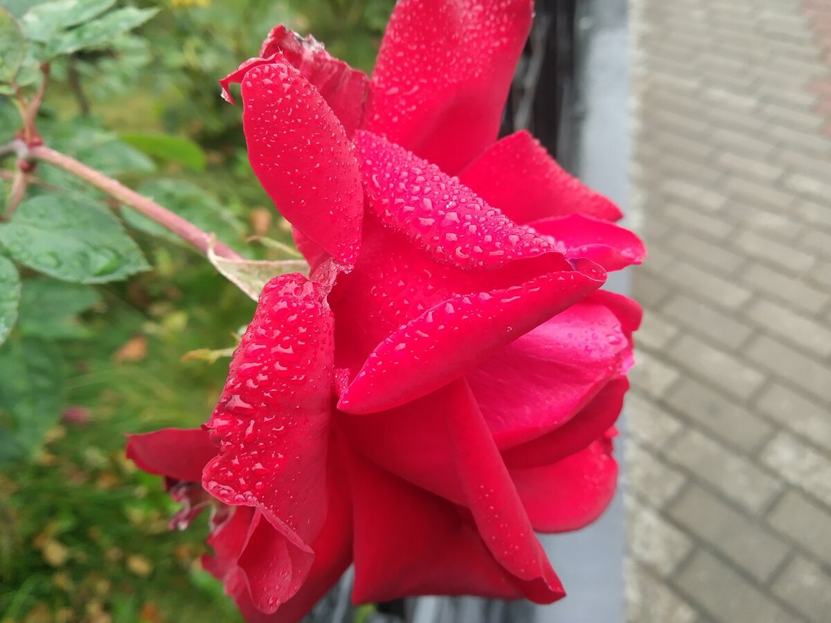 о, это я сегодня сфоткала. у нас немного дождит и розы возле офисов железной дороги. там такая красота и пахнет розами. сладкий, непривычный в осени запах) 