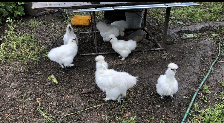 Личное фото. Свободный выгул