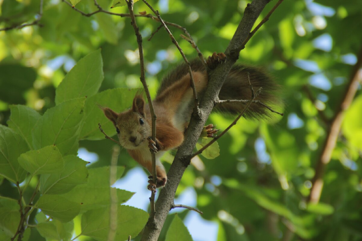 Да это белка обитает в санатории Волгоград