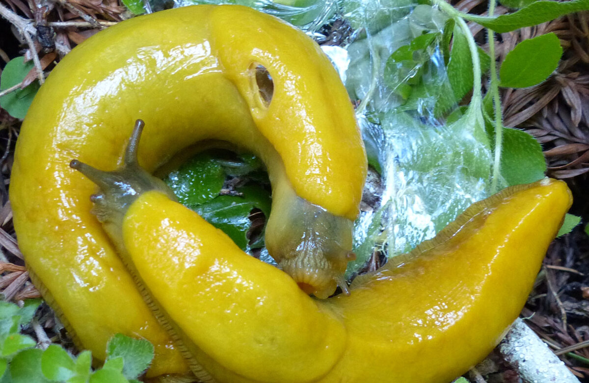 Слизни-гермафродиты