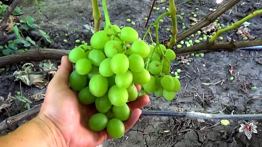 Выращивание, профилактика и лечение винограда сорта "Богатяновский", фото, видео