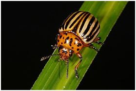 Фото Википедия