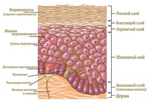 Структура эпидермиса