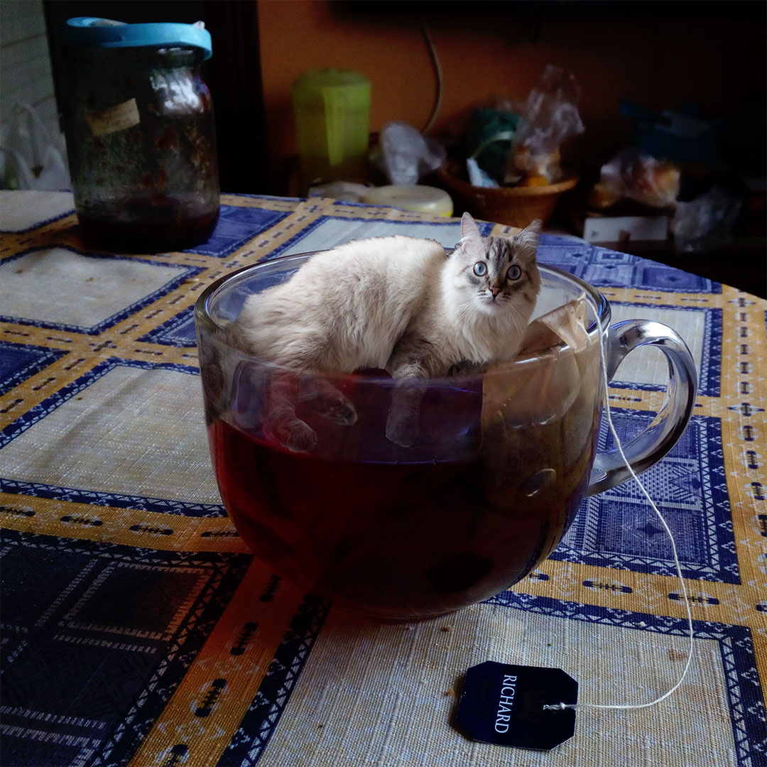 расслабленный котэ