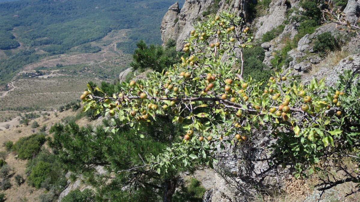 Плоды крыма фото и названия Съедобные дикоросы Крыма - плодовые деревья и кустарники ПоКрыму.Ру Дзен