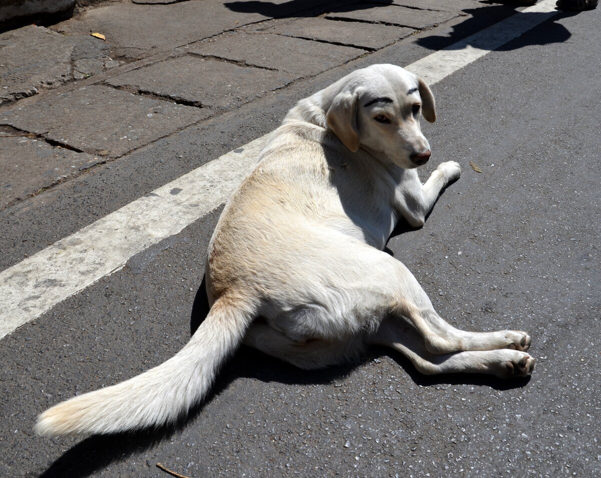 Собака с накрашенными бровями в Чианг Мае. Фото автора.