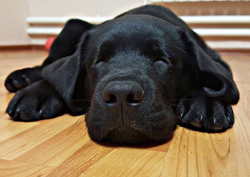 Черная собака во сне к чему снится. Лабрадор черный. Добрый черный лабрадор. Пепельный лабрадор ретривер. Лабрадор черный щенок.