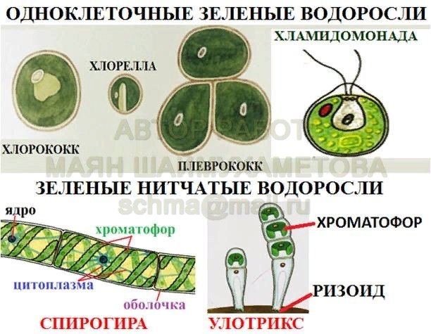 Хламидомонада и спирогира