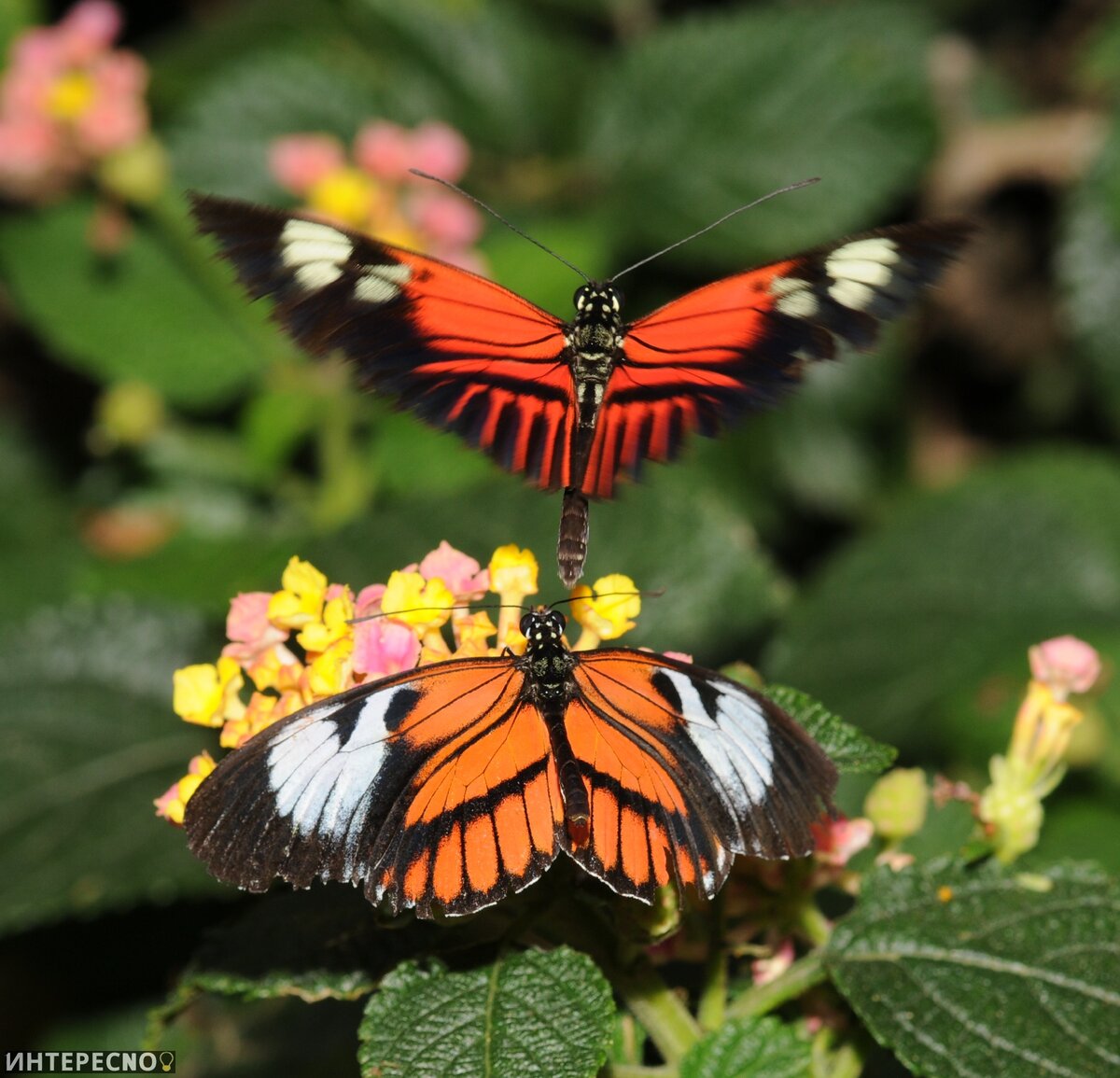 Бабочки-почтальоны