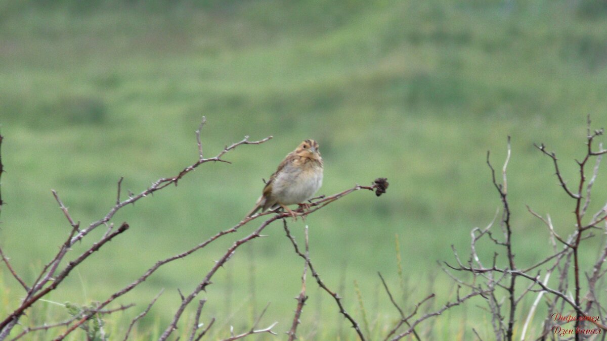 Овсянка (вид-?)