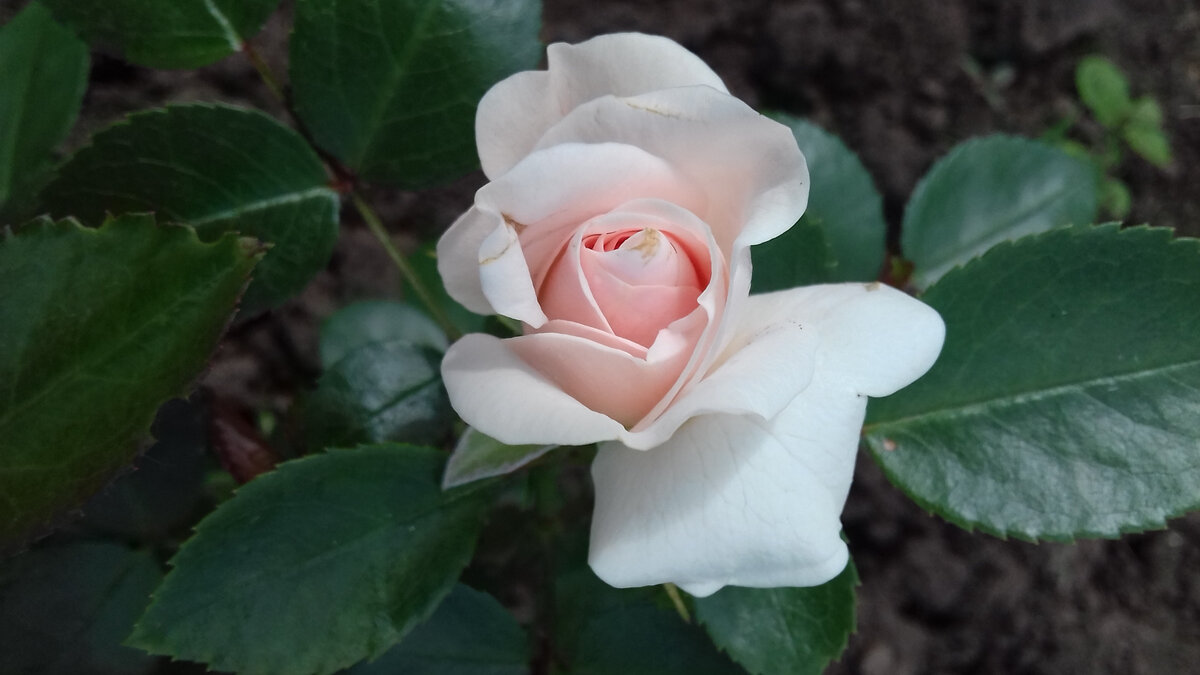  июнь 2017г. - цветок в полуроспуске - фото автора