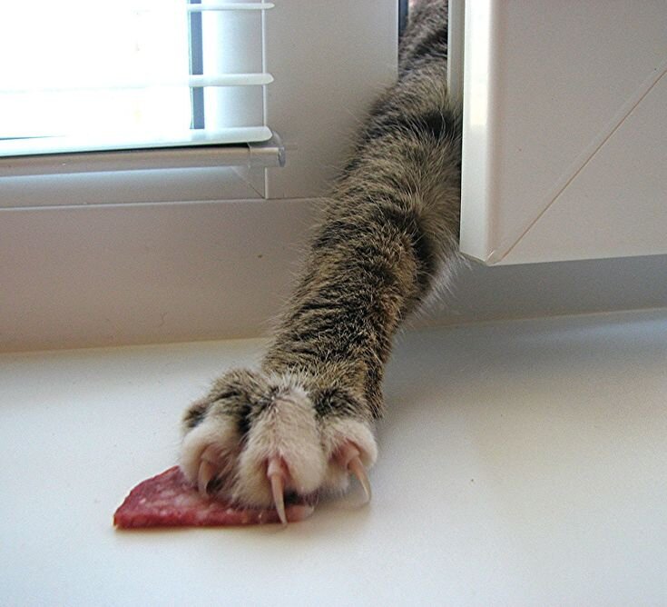 Картинка из сети интернет для иллюстрации