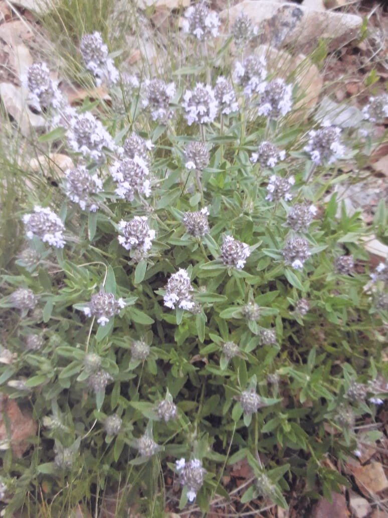 Все  фотографии  из  личного  архива.   ВСЁ  ЭТО  ИЗОБИЛИЕ   РАСЦВЕЛО   В  2010 ГОДУ.  В  СЕРЕДИНЕ  ЛЕТА,  Я  НЕ  МОГЛА  ПРОЙТИ  МИМО, ХОТЕЛОСЬ  ЗАПЕЧАТЛЕТЬ   КАЖДЫЙ   ЦВЕТОЧЕК.  ОСОБЕННО     ХОРОШИ    И     РЕДКИ   ЭДЕЛЬВЕЙСЫ