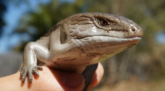 Ящерица Сцинк