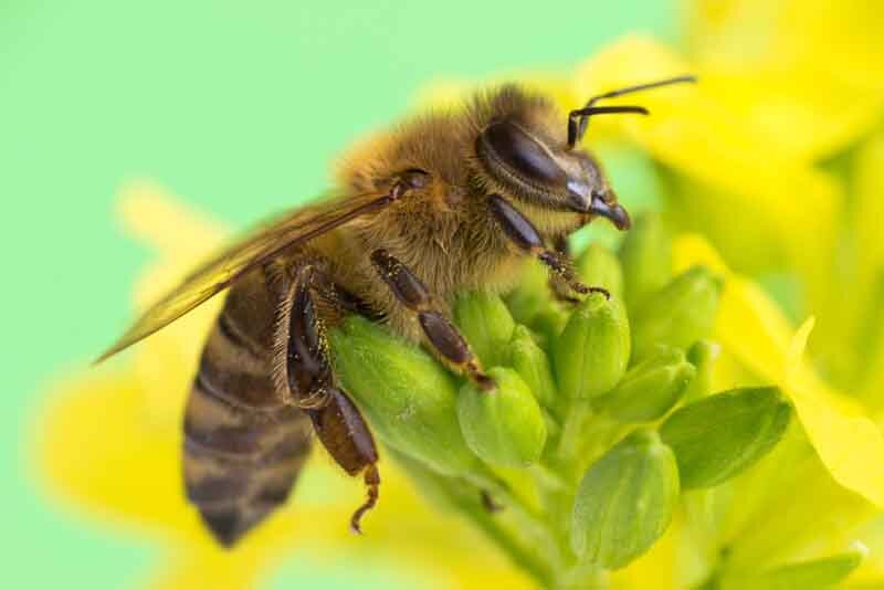 Многие из общения с нами просто удивляются тому, что на самом деле пчелы имеют различные виды, проще говоря, разные породы. Поэтому решили завести и такую тему на канале.
