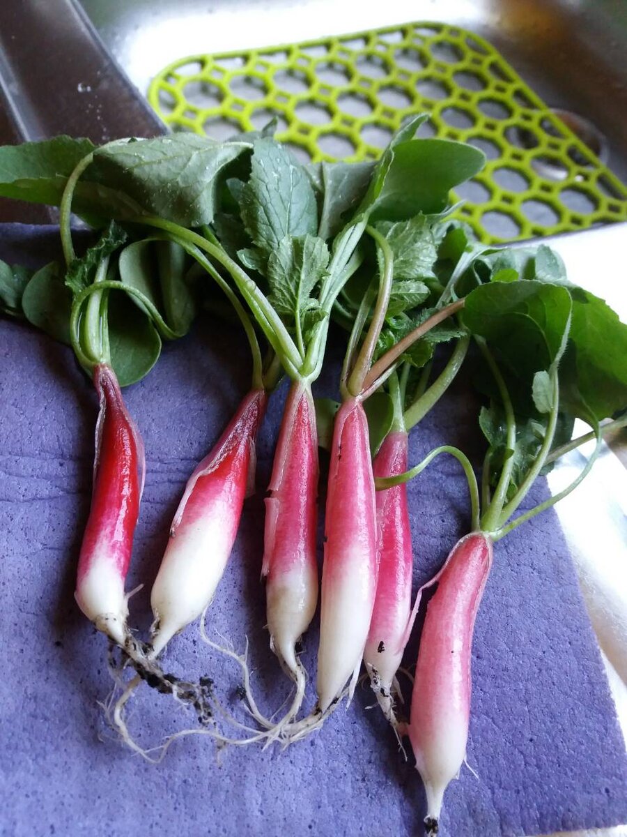 Первый весенний  редис сорт "18 дней".  Фото автора