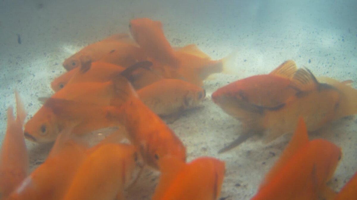 А вы видели таких?