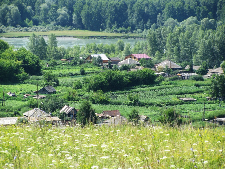 Сростки Алтайский край. Шукшинская деревня. Шукшинские места. Сростки Алтайский край фото.