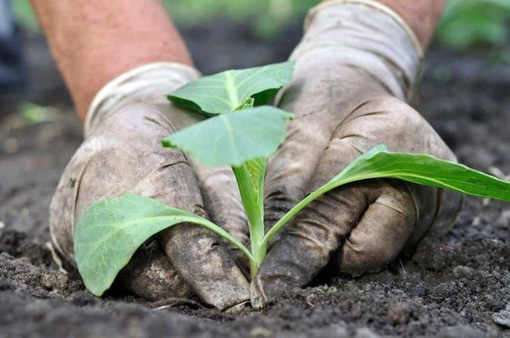 Когда сажать капусту рассадой: оптимальные сроки и советы по уходу за растением