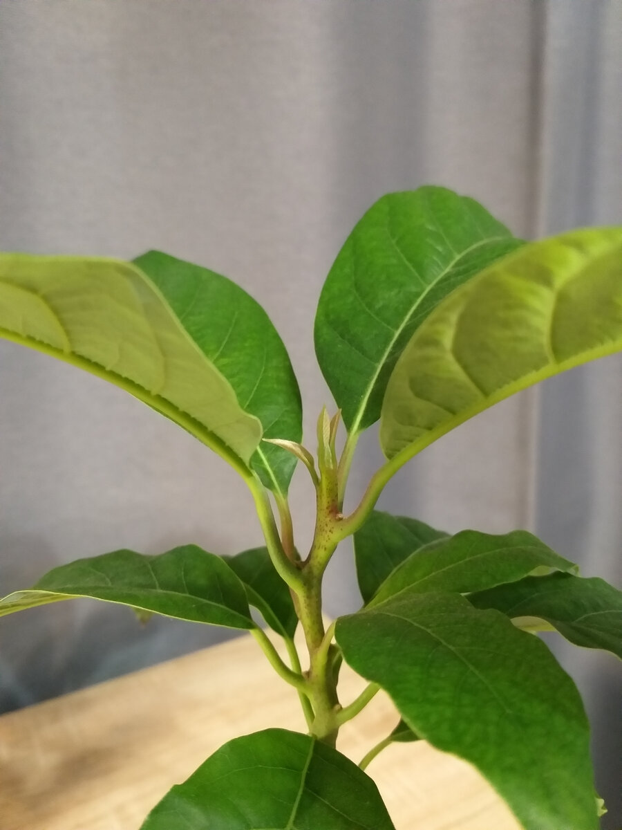 верхушка авокадо