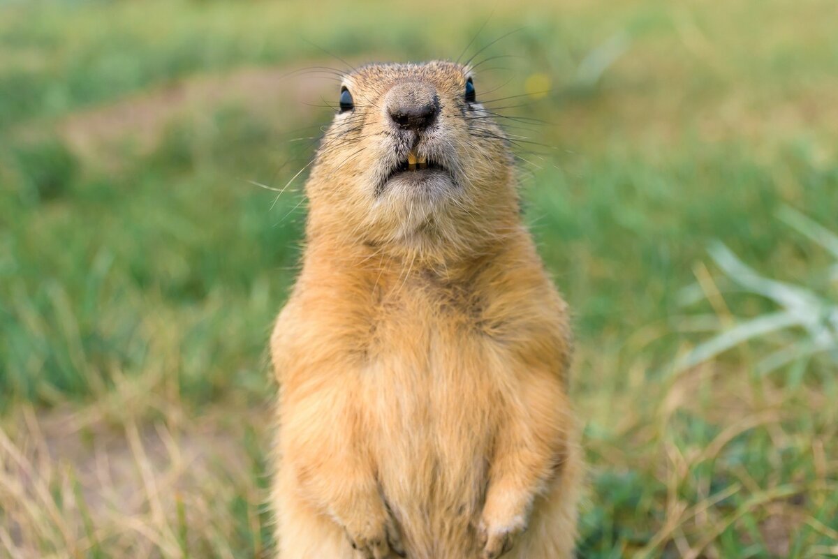 Все фотографии взяты из открытых источников интернета