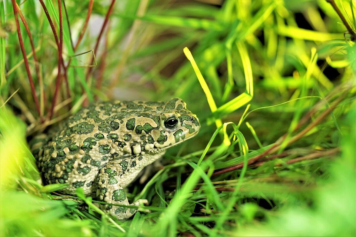 Земноводные Крыма: Зелёная жаба (Bufotes viridis, или Bufo viridis  Laurenti, 1768.) | Чердак А.Б. Репетитор по биологии и химии. | Дзен