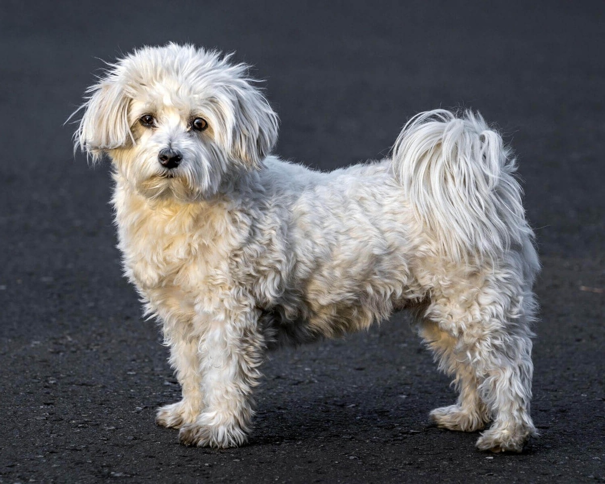 Гаванский бишон