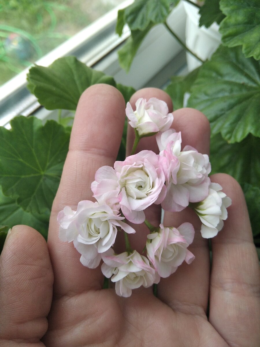 Что-то типа April Snow. Это розебудный сорт пеларгонии. Мой подоконник. 