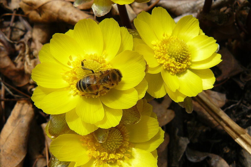 Адонис Амурский Adonis amurensis