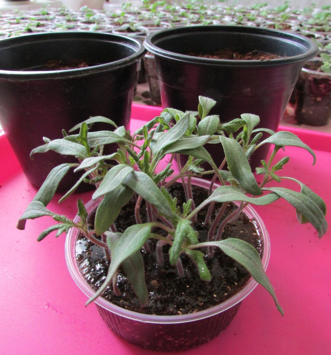 Сеянцы томатов