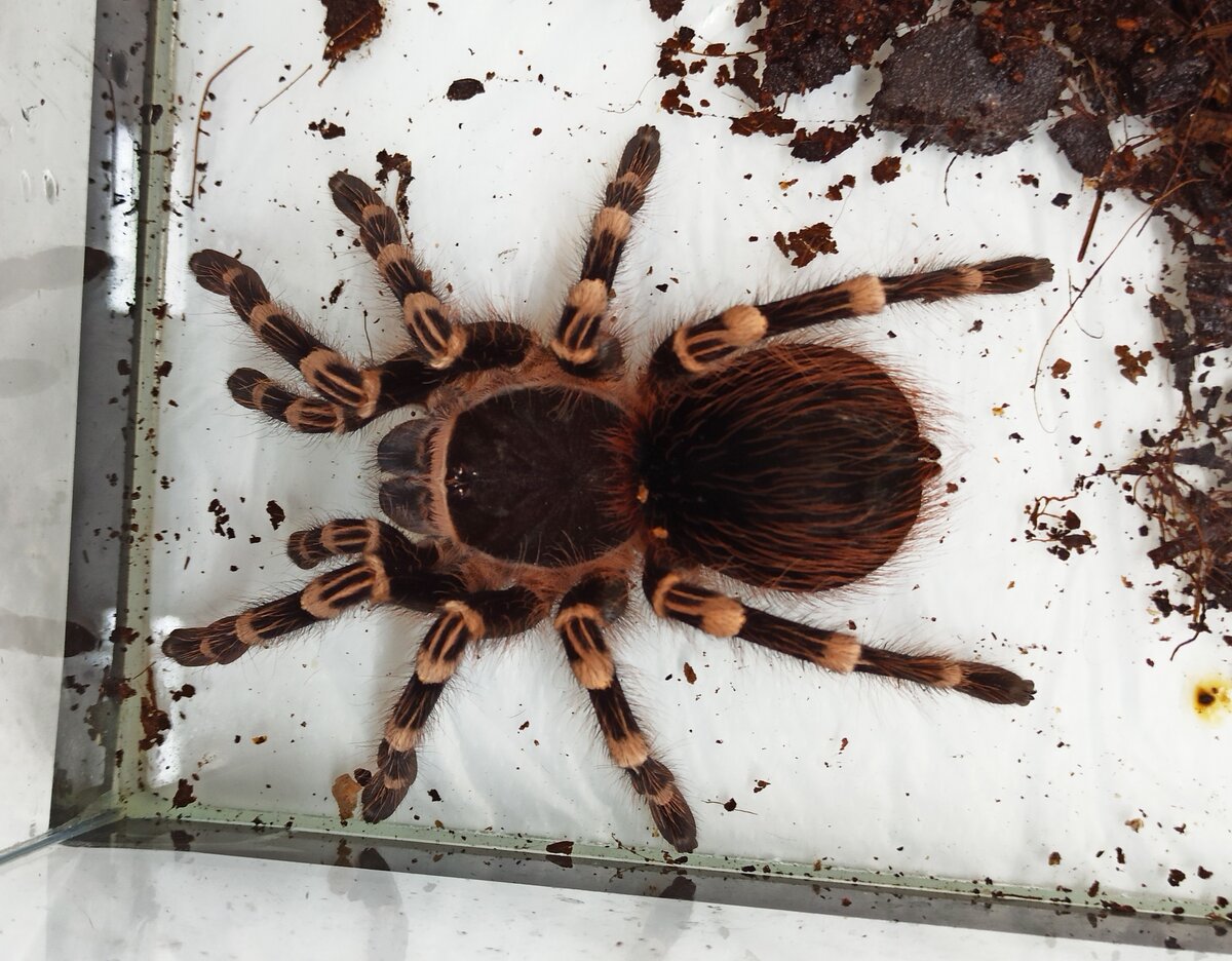 паук-птицеед Аcanthoscurria geniculata