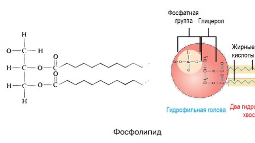 схема спорообразования у бактерий | Дзен